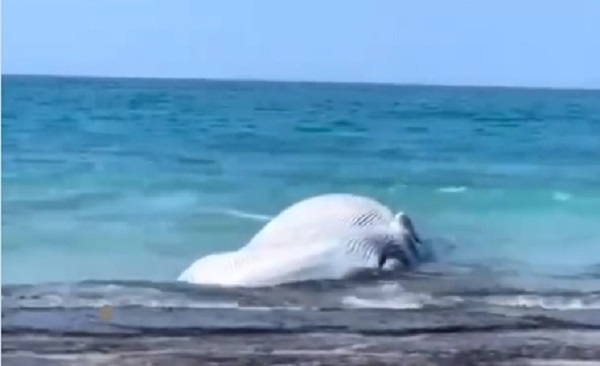 В Израиле на пляж выбросило тушу кита