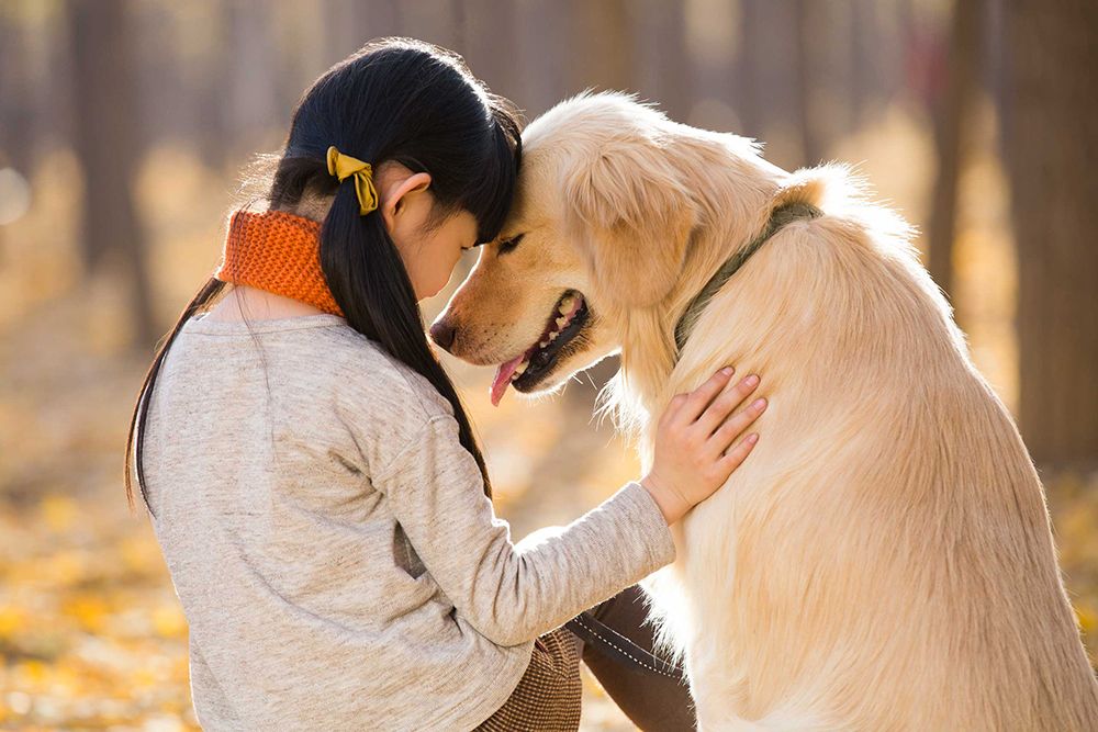 Поведение хозяина напрямую влияет на характер собаки &#8212; исследование