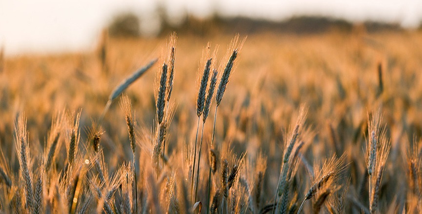 Пять стран ЕС договорились требовать продления запрета на импорт зерна из Украины