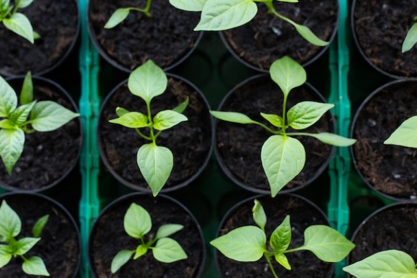 Как в домашних условиях вырастить рассаду перца: советы овощеводов