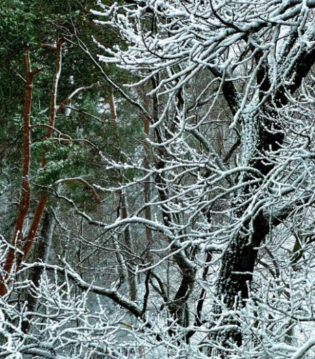 На Волыни пошел снег, ночью начались морозы: в Луцке &#8212; 15 см сугробов