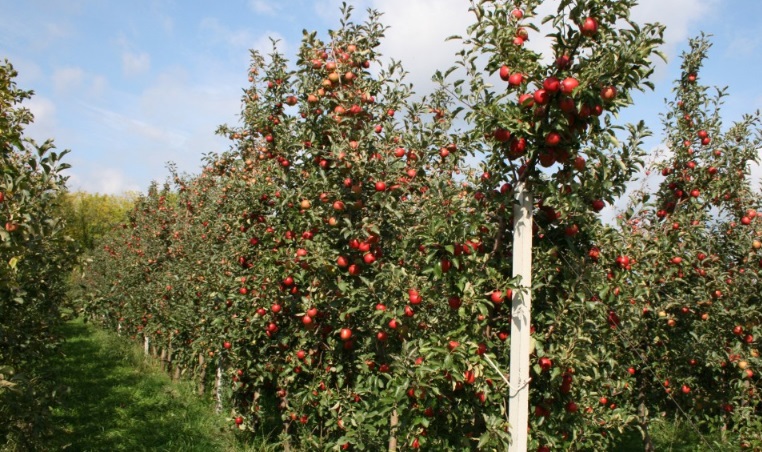 ЕК разрешила экспорт в ЕС украинских саженцев яблони, сливы и алычи