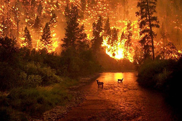 В Чехии произошел масштабный лесной пожар: огнем было охвачено до 40 гектаров зеленого массива