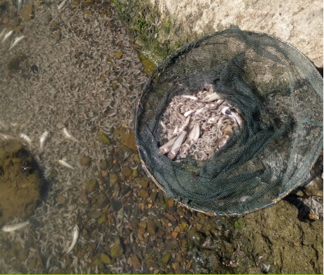 В Одесской области зафиксировали мор рыбы и креветки