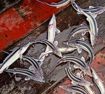На Дунае на девять дней запретили промышленный вылов рыбы