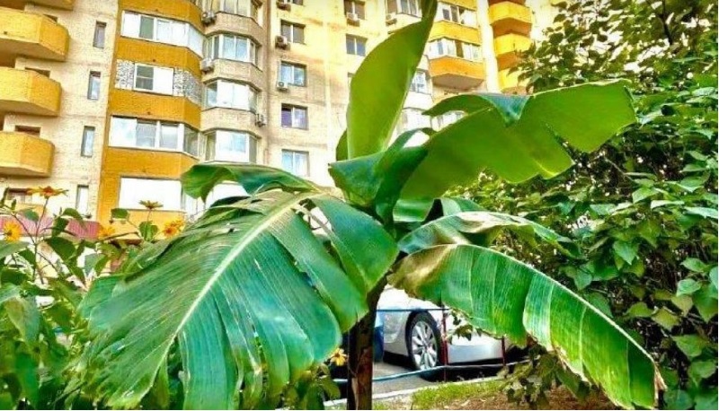 &#171;Дарницкие тропики&#187;: на Позняках в Киеве возле домов прижился куст банана