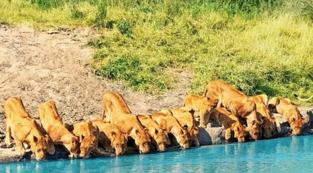 Редкие кадры: туристы в Африке засняли 20 львов, которые пришли на водопой