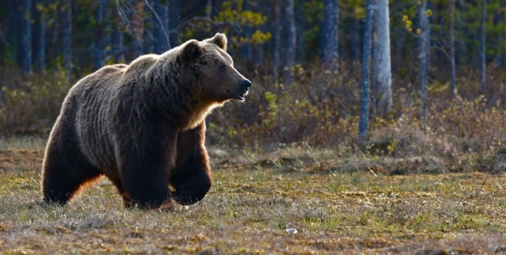 В Румынии медведь во время учебы зашел на территорию школы