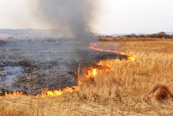В Харьковской области в ходе обстрелов РФ уничтожено поле пшеницы