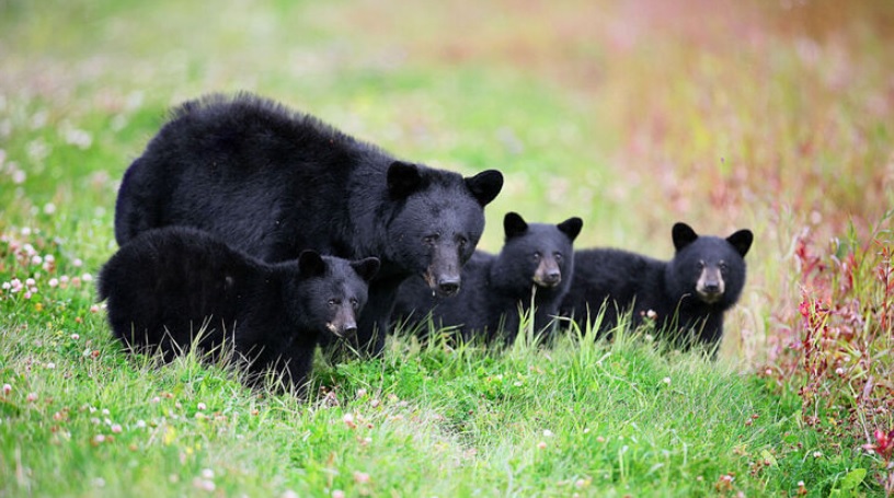 Семейство медведей в США грабило дома: нарушителей отловили, их отправят на перевоспитание в заповедники