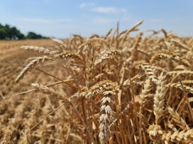 Польша не отменит запрет на импорт украинского зерна, даже если Украина отзовет жалобу из ВТО