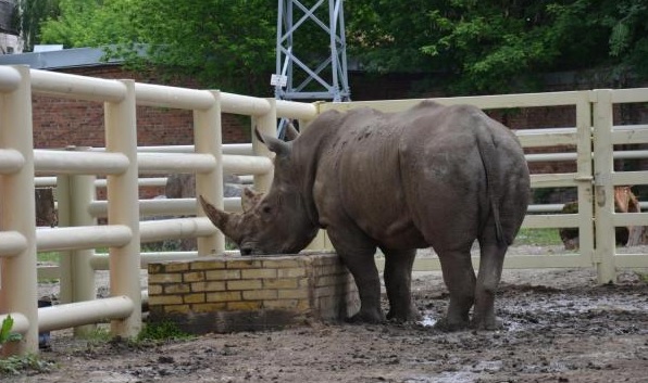 Раненый сотрудник выжил, женщина погибла: носорог в австрийском зоопарке напал на людей