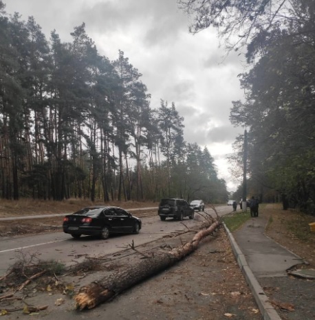 В Обухове под Киевом ветер повалил дерево на движущиеся по дороге автомобили: пострадал водитель