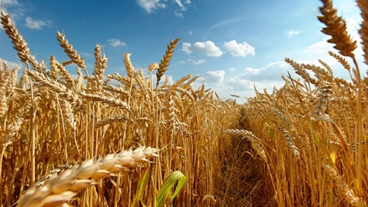 Болгария готовится снять запрет на импорт украинского зерна: что известно