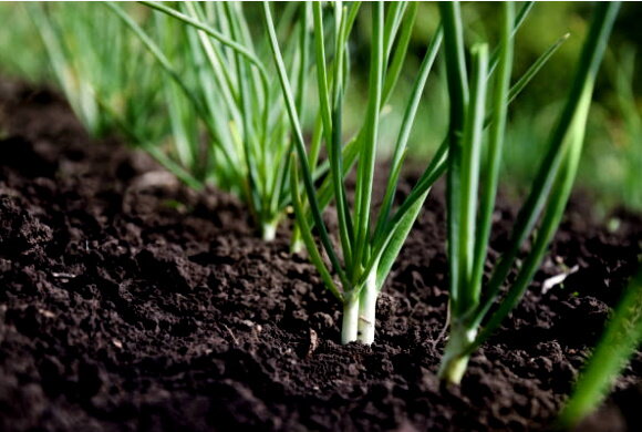 В марте можно высаживать лук в открытый грунт, но для хорошего урожая надо дождаться стабильной тёплой погоды &#8212; эксперты