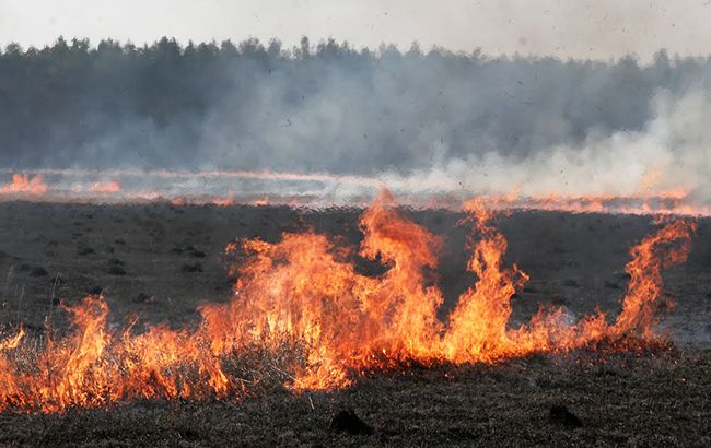 В Обуховском районе Киевской области возле Безрадичей горело поле: огонь охватил 15 га площади