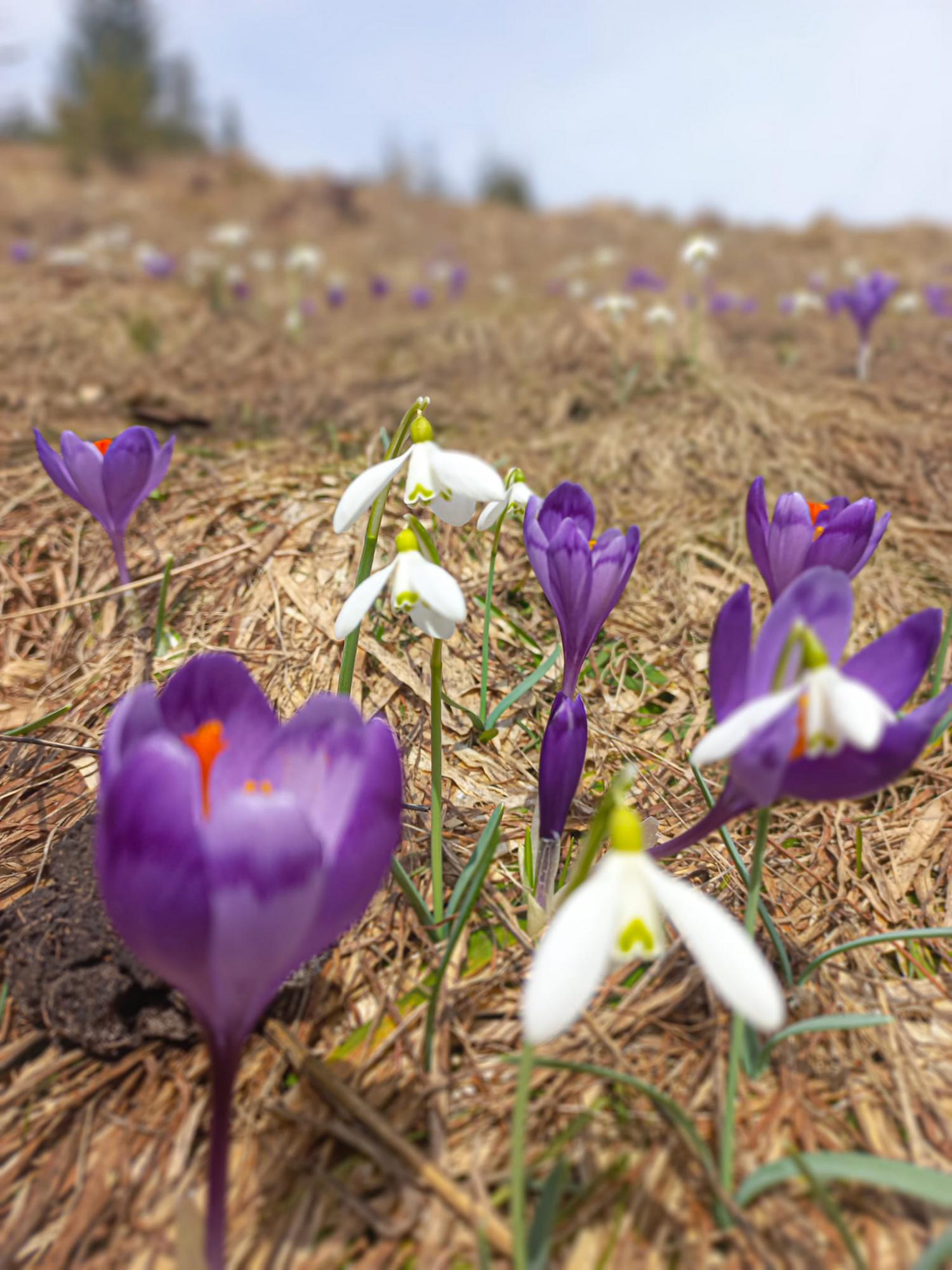В Карпатах началась весна и зацвели крокусы