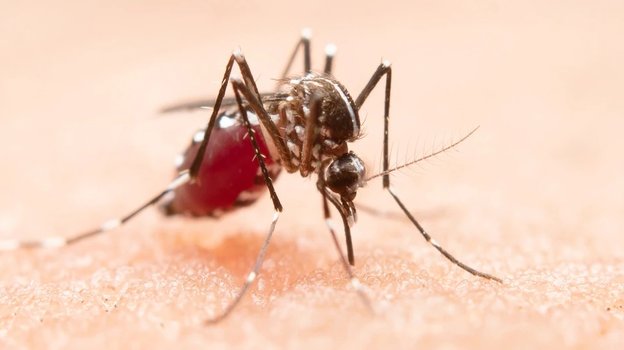 В Гондурасе объявили чрезвычайное положение из-за комаров: все больше зараженных лихорадкой Денге