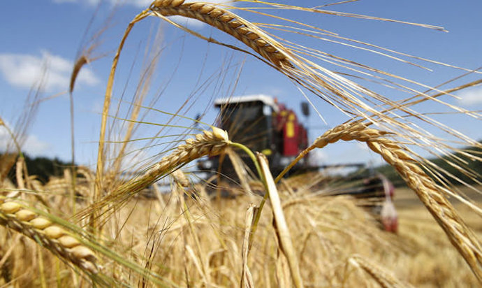 Урожай-2024 в Украине будет на 8 млн тонн меньше предыдущего – прогноз Минагрополитики
