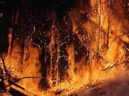 Огонь не получается потушить: лесной пожар в Харьковской области охватил 3,5 тысячи гектаров