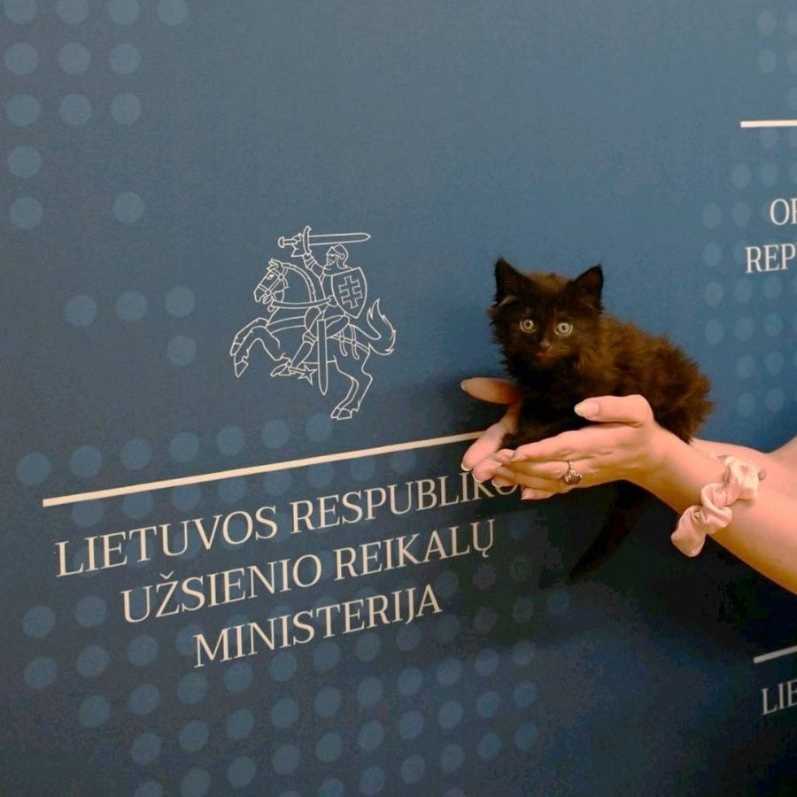 В МИД Литвы взяли на работу котёнка