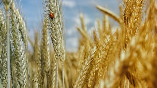 Жара в Украине не окажет критического эффекта на ранние зерновые – Минагрополитики