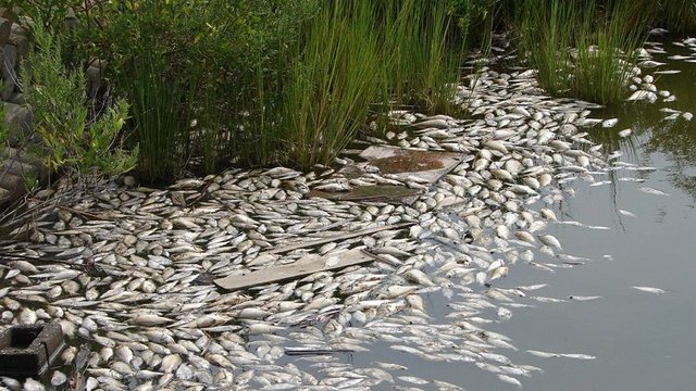 В грязной воде рек Сейм и Десна собрали 20 тонн дохлой рыбы