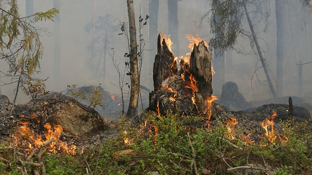 Целый поселок сгорел в Харьковской области из-за лесного пожара, 4-ро погибших &#8212; полиция