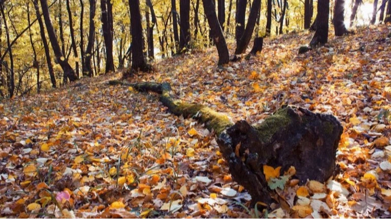 Прокуратура не смогла отсудить земли Минобороны во Львовской области