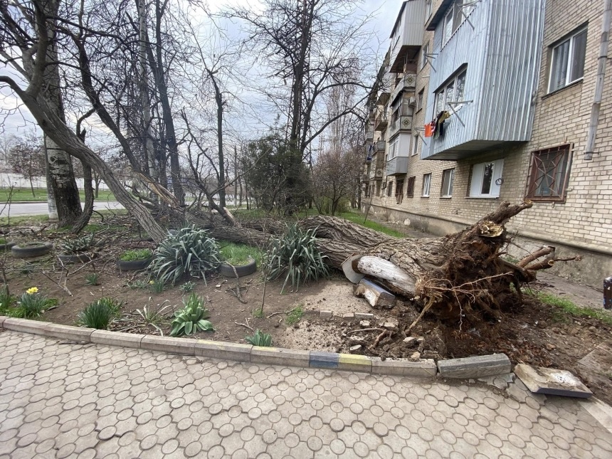 В Николаеве сильным ветром валит деревья: жители показали фото последствий бури