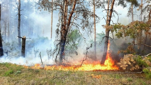 В Харьковской области сотрудники ГСЧС пытаются потушить 11 пожаров