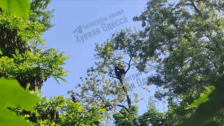 В Одессе мужчина прятался на дереве от военкомов, но его все равно доставили в ТЦК