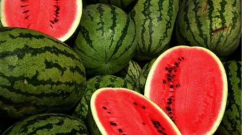 Аграрии в Херсонской области собрали первые 500 тонн арбузов