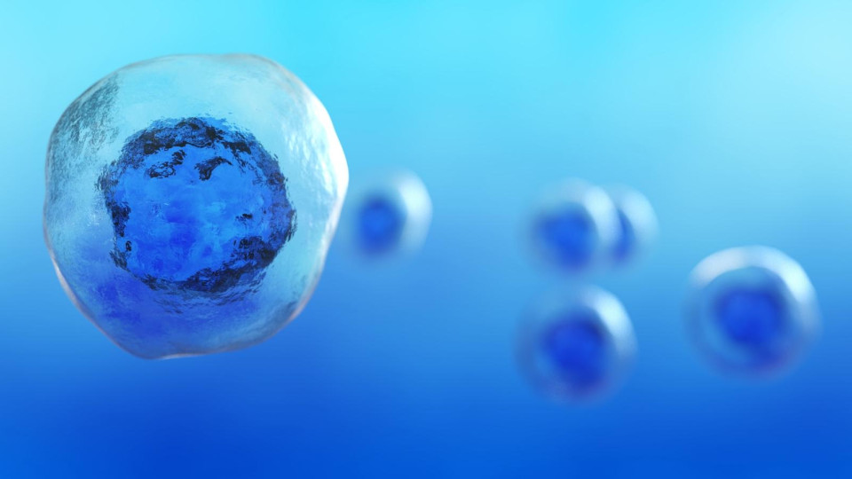 Япония разрешила создание человеческих эмбрионов из стволовых клеток