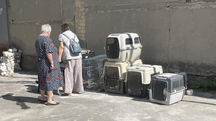 &#171;Лучше бы нас пристрелили&#187;: переселенкам из-под Покровска с десятками животных отказали в приюте под Винницей