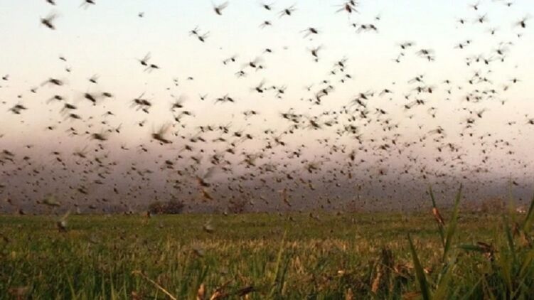 На полях в Запорожской области немного уменьшилось количество саранчи &#8212; Госпропотребслужба