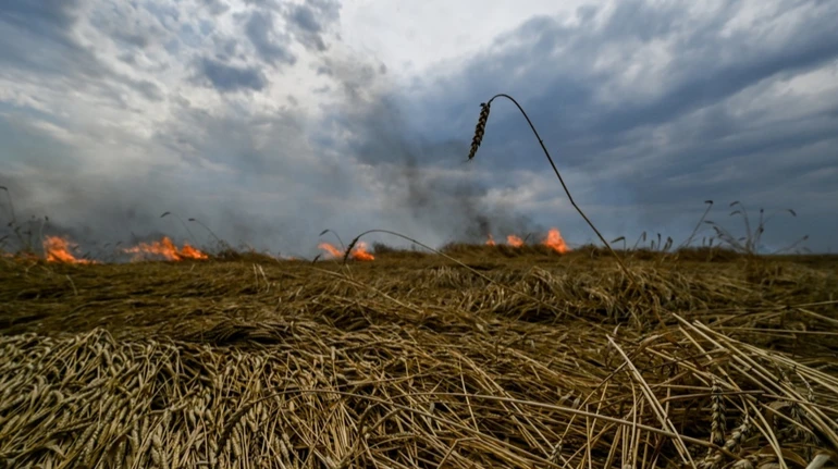 В Запорожской области с начала года в результате обстрелов сгорело до 700 га посевов