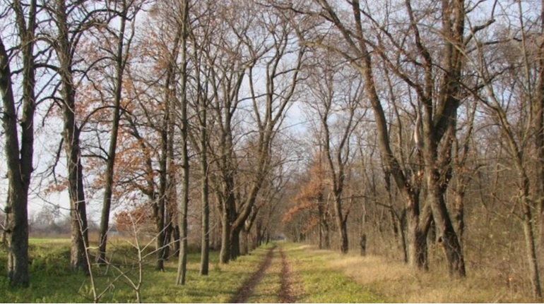 Суд оштрафовал &#171;Леса Украины&#187; за незаконную вырубку деревьев в парках