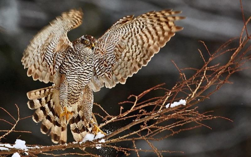 В украинские города летят хищные птицы в поисках еды &#8212; орнитолог