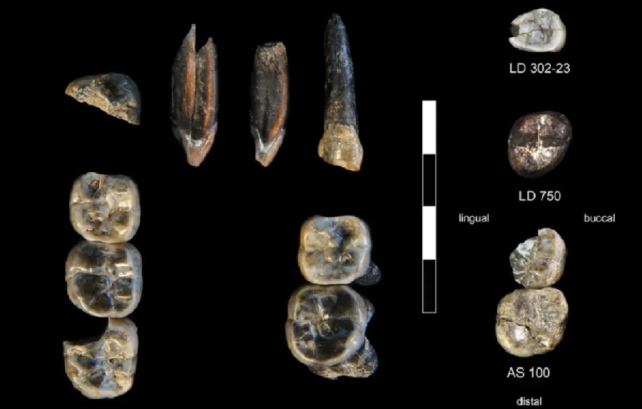 В Эфиопии обнаружен совершенно новый вид предка человека