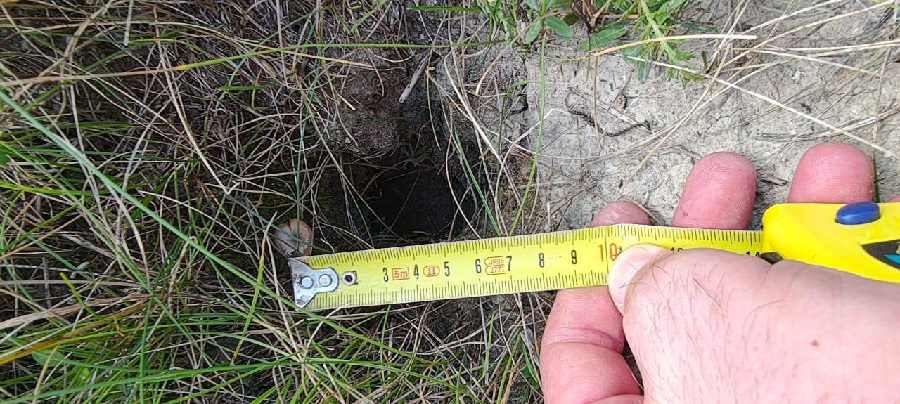 Во Львовской области впервые зафиксировали суслика-пеструшку из Красной книги