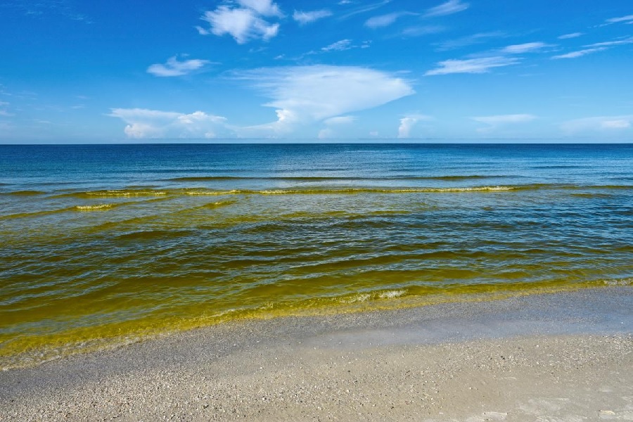 В Одессе зафиксировали массовое &#171;цветение&#187; моря: содержание токсичных соединений превышено