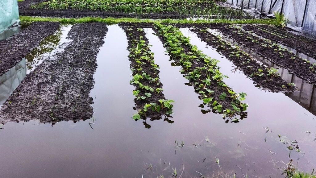 Из-за ливней в Латвии до ноября объявлена чрезвычайная ситуация в сельском хозяйстве