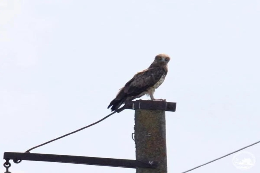 В районе Чернобыля заметили краснокнижного змеееда