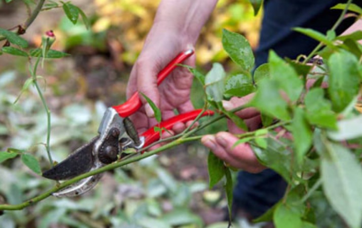 Обрезать розы осенью или ждать весны: советы садовода