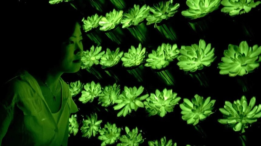 Ученые создали растения, которые светятся разными цветами и «перезаряжаются» от солнца