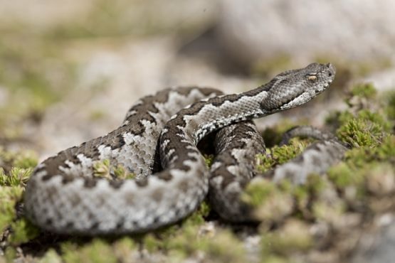 В Хорватии гадюка укусила пьяного мужчину — и сдохла от алкогольного отравления