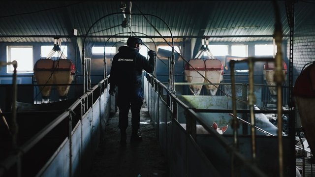 Около 13 тысяч свиней за ночь погибли в громаде в Харьковской области в результате атаки РФ