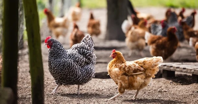 В Нидерландах фермам запретили выпускать птицу на улицу из-за эпидемии птичьего гриппа