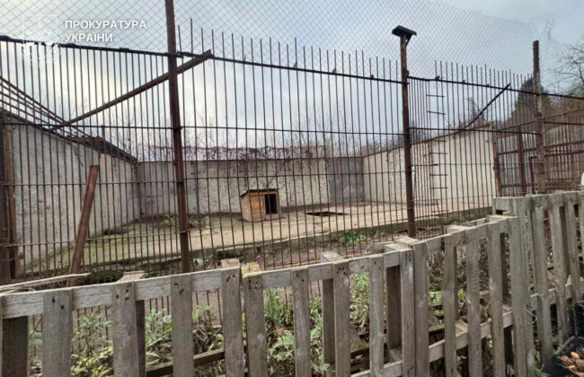 В Хмельницком из реабилитационного центра сбежали две львицы